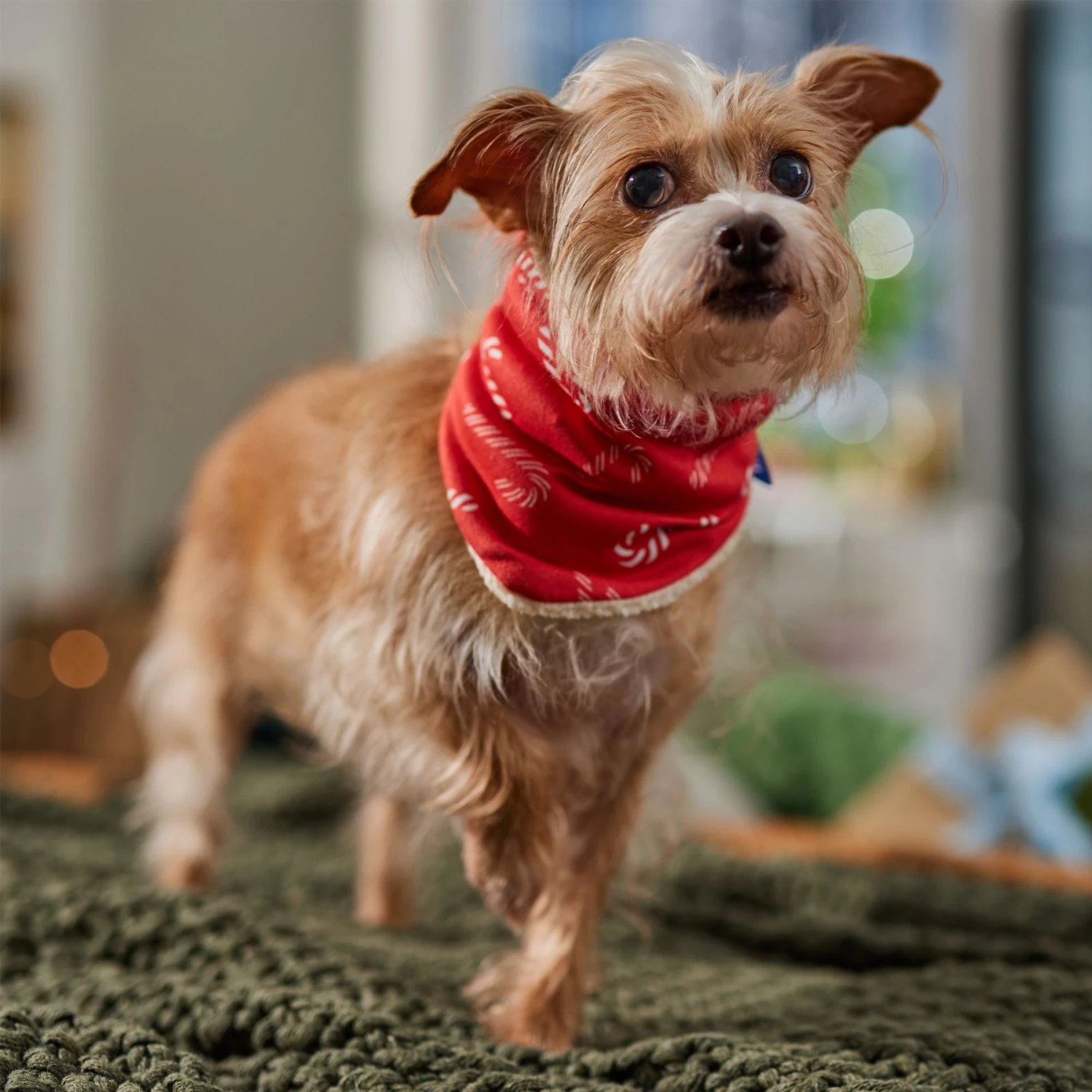 Frisco Reversible Candy Cane Cozy Knit Faux Fur Dog & Cat Pullover Bandana, 1 Count - Image 6